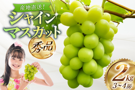 [期間限定発送][2026年発送] シャインマスカット 秀品 2kg (約3〜4房) [齋藤農園 山形県 高畠町 tk06bgt070000]