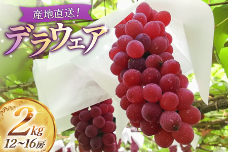 [期間限定発送][2026年発送] デラウェア 2kg (約12〜16房) [齋藤農園 山形県 高畠町 tk06bgt070001]