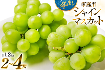 [期間限定発送] 2026年 冬出し 訳あり 家庭用 シャインマスカット 1.2kg (2〜4房) [いわた果樹園 山形県 高畠町 tk06ayt400005]