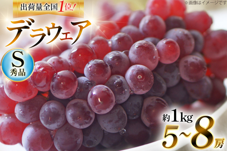 [期間限定発送] デラウェア 秀品 5〜8房 約 1kg [治右衛門果樹園 山形県 高畠町 tk06ays830010]