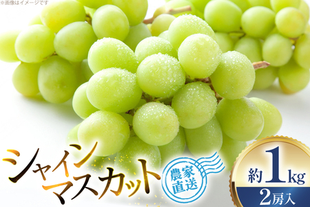 �y���Ԍ��蔭���z �V���C���}�X�J�b�g 2�[ ��1kg [���E�q��ʎ��� �R�`�� ������ tk06ays830011]