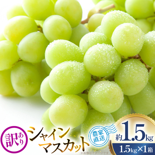 [期間限定発送] ぶどう 家庭用 訳あり シャインマスカット 約1.5kg 1箱 [治右衛門果樹園 山形県 高畠町 tk06ays830025]