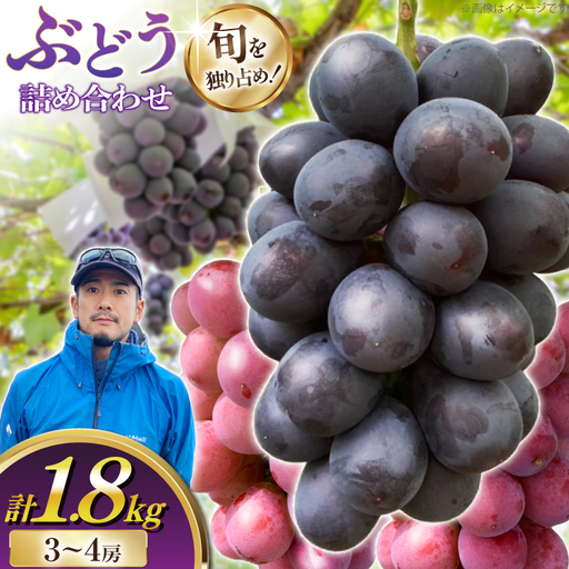 [期間限定発送] ぶどう 詰め合わせ 3〜4房 約1.8kg [井上農園 山形県 高畠町 tk06box920001]