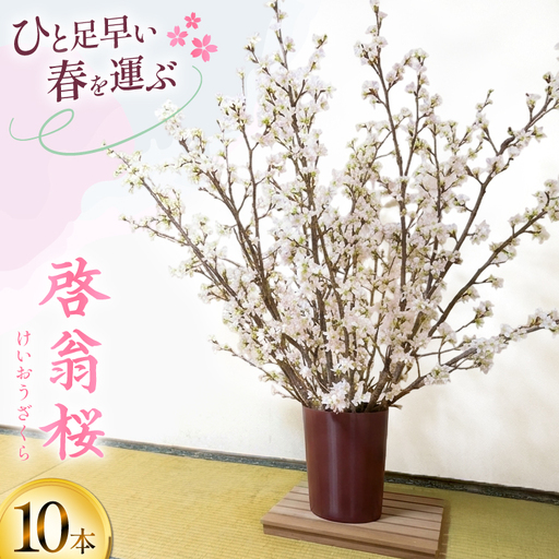 [期間限定発送] 桜 啓翁桜 10本 [長澤農園 山形県 高畠町 tk06bis330003]