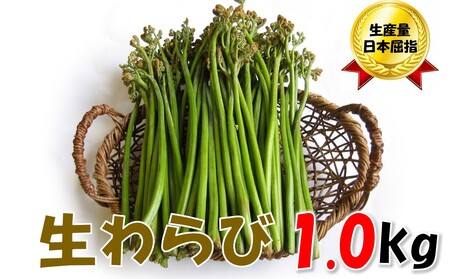 [通常配送]採れたて山菜 生わらび 1kg×1束