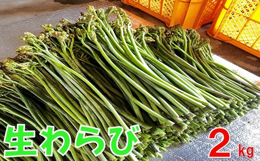 [通常配送]採れたて山菜 生わらび2kg