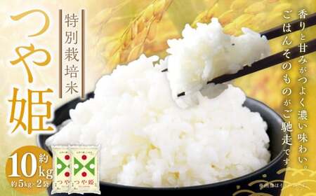 ʍ͔|āqߘa7NYr P 10kgi5kg×2܃Zbgj  10L  uh 1  R` 钬 y2026N3{܂Ŕz