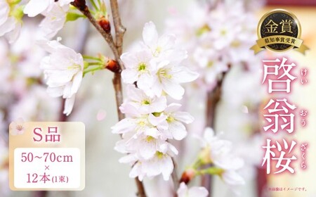 啓翁桜 S品 12本 1束 桜 さくら サクラ 花 植物 生花 切り花 インテリア 花見 [2026年1月上旬〜3月上旬発送予定]