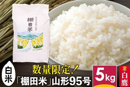 【白米】山形県産 棚田米 白鷹ほまれ 5kg 山形95号 令和6年産 米 お米 精米 コメ おこめ ごはん ご飯 白米 5キロ 【2024年10月下旬～11月下旬に順次発送予定】