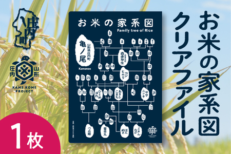 山形庄内かめこめプロジェクト お米の家系図 クリアファイル A4 1枚 オリジナル グッズ 文房具