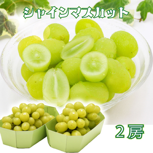 【R8.9月中旬より順次発送 】庄内町産 斎藤禎さんのシャインマスカット 2房（入金期限：2026.8.31）先行受付 国産 シャインマスカット マスカット 果物 くだもの フルーツ ぶどう 葡萄 種無し 種なし 山形 産地直送