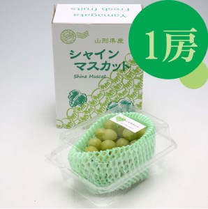 【R8.9月中旬より順次発送】庄内町産 斎藤禎さんのシャインマスカット 1房（入金期限：2026.8.31）先行受付 国産 シャインマスカット マスカット 果物 くだもの フルーツ ぶどう 葡萄 種無し 種なし 山形 産地直送