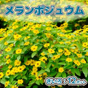 【R8.5月下旬より順次発送】ガーデニング用花苗 メランポジウム（黄色）12ポット（入金期限：2026.5.20）