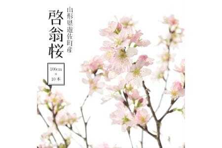 292M02c 啓翁桜 約100cm×10本(2月下旬発送)