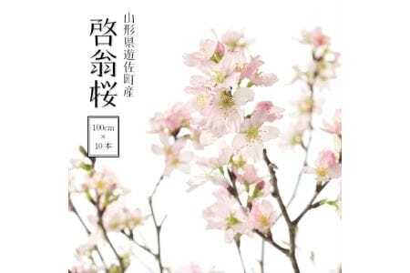 292R06-202503b 啓翁桜 約100cm×10本(3月中旬発送)