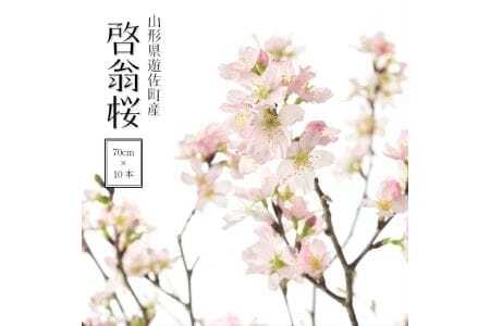372M12c 啓翁桜 約70cm×10本(12月下旬発送)