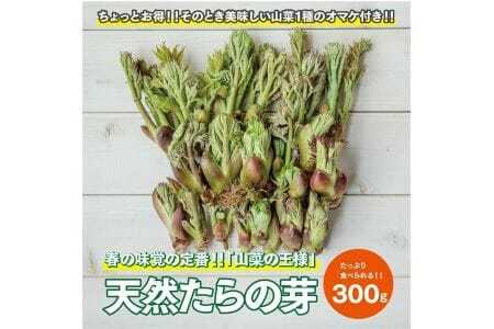 天然たらの芽 約300g おまけの山菜１種付き 4月上旬～4月下旬頃お届け 冷蔵便 ※着日指定・離島発送不可 タラの芽 東北 山形県 遊佐町 庄内 野菜 天ぷら 自然 採れたて 春 旬 山菜 [1168]