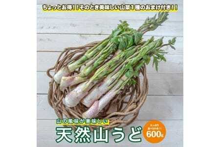 1412 「山の風味が美味しい」天然山うど約600g+オマケ1種