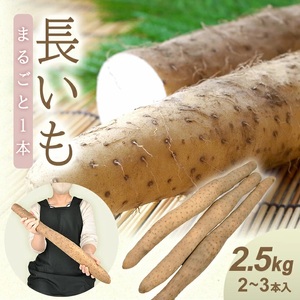 1323　長いも 2.5kg（2～3本）山形県遊佐町産