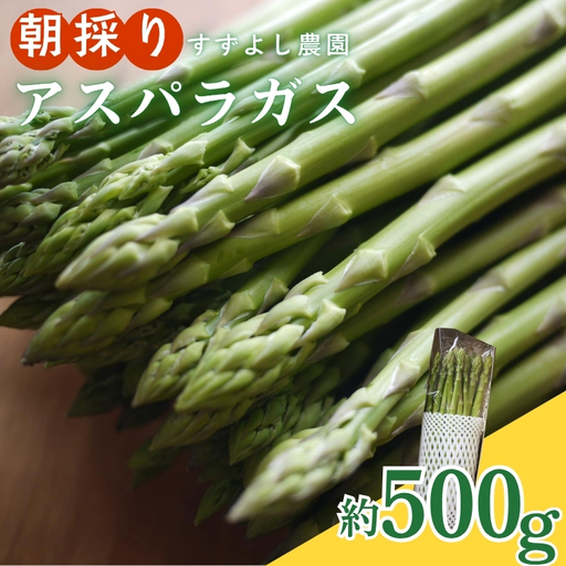 No.2878 [農家直送]鮮度抜群!アスパラガス 約500g 贈答用[2026年発送]
