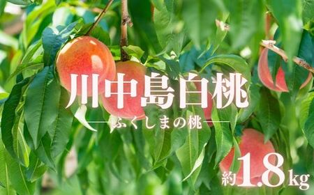 No.2886もも「川中島白桃」約1.8kg【2025年発送】