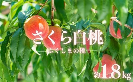 No.2887もも 晩成種「さくら白桃」 約1.8kg[2025年発送]