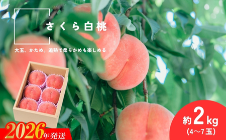 No.2995 �����甒�� �����������s�Y ��2kg(4�`7��)�y2026�N�����z