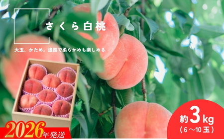 No.2996 �����甒�� �����������s�Y ��3kg(6�`10��)�y2026�N�����z