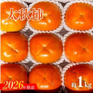 No.3009 太秋柿　約1kg【2026年発送】