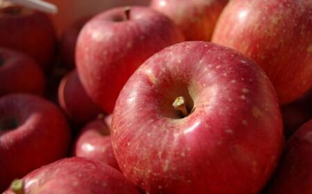 No.0215 񂲁uTӂv@5kgy2025Nxz