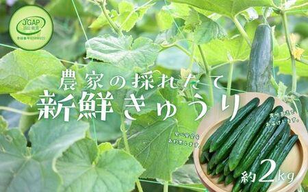 No.2973 JGAP_Ƃ̍̂ꂽĐVNイ@2kg Gi
