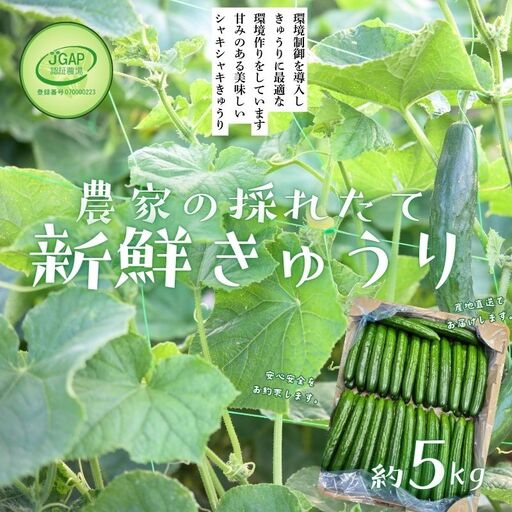 No.2974 JGAP農家の採れたて新鮮きゅうり　約5kg 秀級品