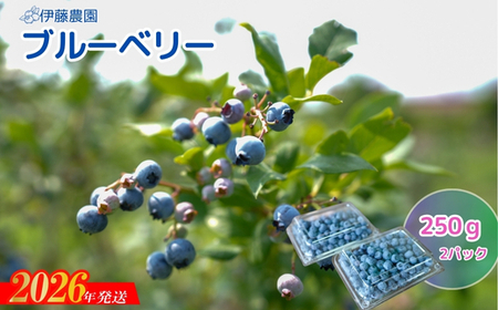 No.3243 ブルーベリー(生)約250g×2パック