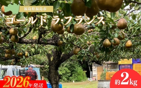 No.3245 ���}�l����ʎ��� �S�[���h ���t�����X ��2kg�y2026�N�����z