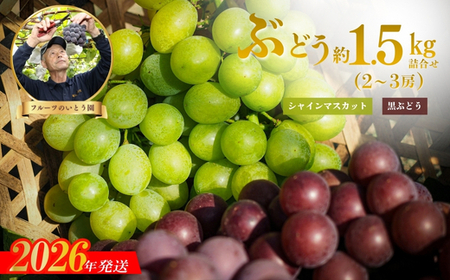 No.3309 ぶどうセット約1.5kg(2〜3房) シャインマスカット&黒葡萄(巨峰.ピオ-ネ)