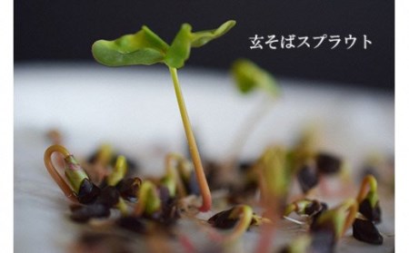 No.0837 玄そば1kg