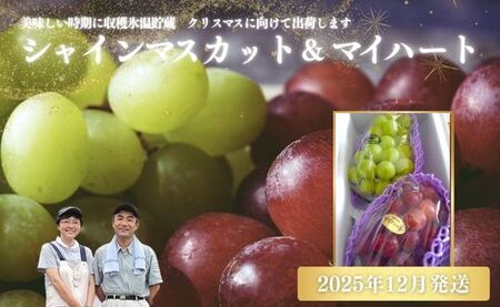 No.1142ぶどう シャインマスカット&マイハート2房詰め合わせ 化粧箱入[2025年12月発送]
