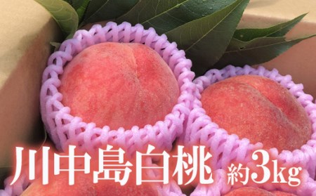 No.1690もも 川中島白桃 約3kg【2025年発送】