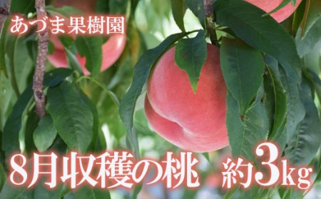 No.1760あづま果樹園　もも　8月収穫の桃　品種お任せ　約3kg【2023年発送】