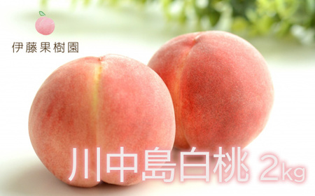 No.1978 もも「川中島白桃」約2kg【2025年発送】