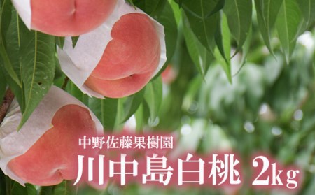 No.2212 もも「川中島白桃」約2kg【2025年発送】