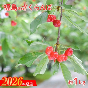 No.2241さくらんぼ「佐藤錦」約1kg【2026年発送】