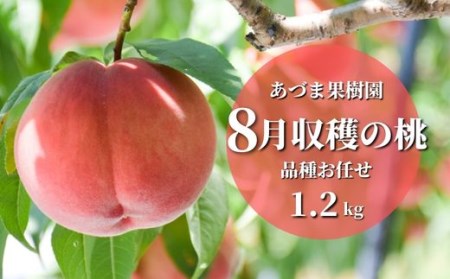 No.2328もも 8月収穫の桃 約1.2kg[2024年発送]