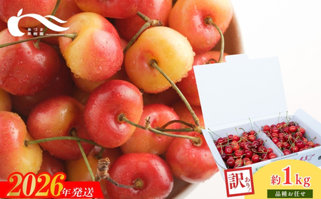 No.2336さくらんぼ佐藤錦又は紅秀峰1kgバラ詰め(Ｓ～Ｌ玉混合）【2026年発送】