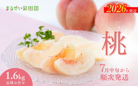No.2368まるせい果樹園 桃品種お任せ約1.6kg[2026年発送]