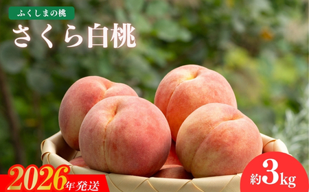 No.2416もも 晩成種「さくら白桃」約3kg【2026年発送】