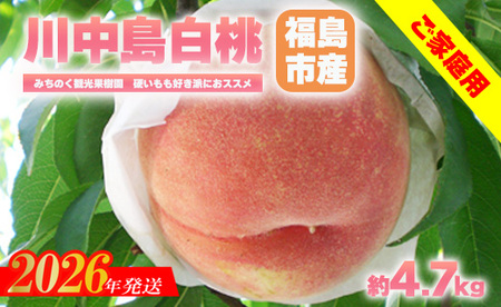 No.2350�����u�쒆�������v���ƒ�p�@��4.7kg�y2026�N�����@��s�\��z