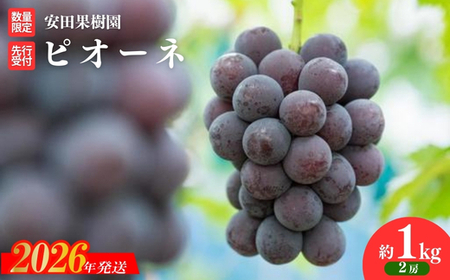 No.2610ぶどう ピオーネ 約1kg[2026年発送]