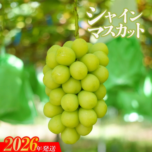No.2741ぶどう「シャインマスカット」１房 化粧箱入【2026年12月発送】