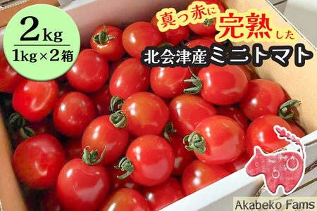 北会津産 ミニトマト 2kg (1kg箱×2段)|赤トマト 赤 トマト ギフト 贈答 会津 会津若松 とまと フレッシュ 新鮮 プチトマト 産直 農家直送 野菜 サラダ [0915]